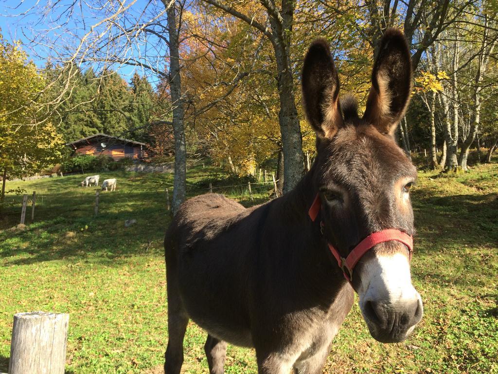 Braunkopf Alsace Chalet Muhlbach-sur-Munster