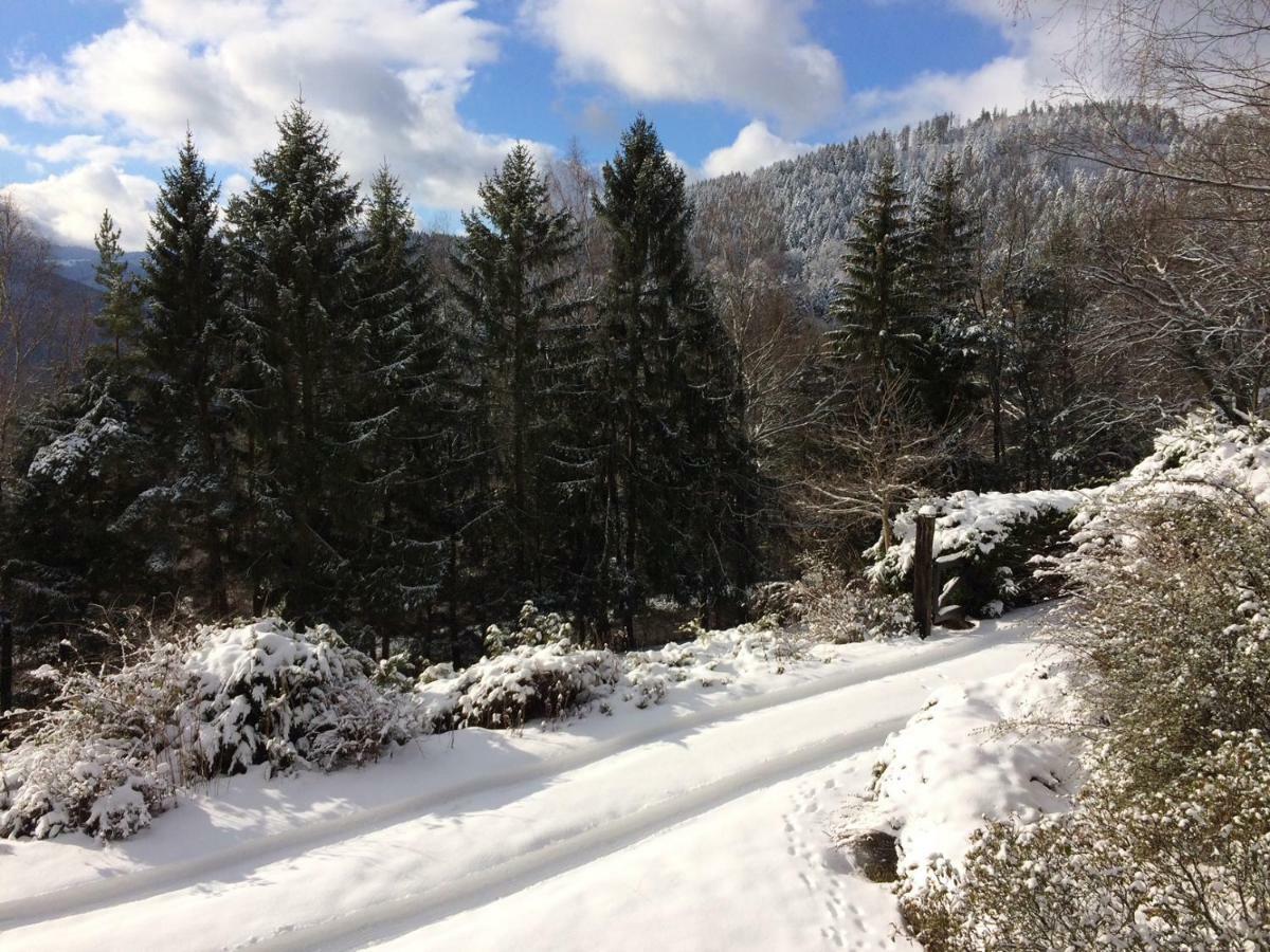Braunkopf Alsace